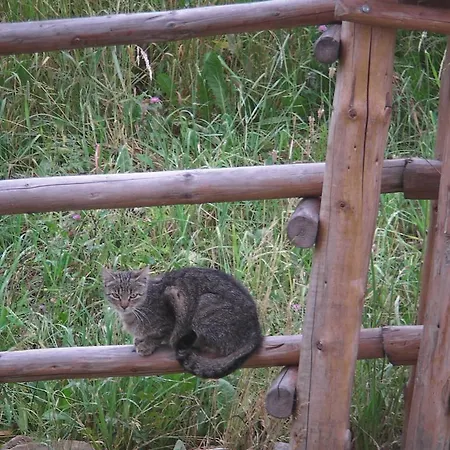 Guest house Willa Grywald 3*